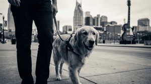 Read more about the article Nashville Dog Bite Lawyers Guide to Staying Safe